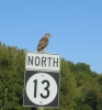 PICTURES/Iowa Wanderings/t_Hawk on sign 5.jpg